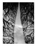Trees seen as a sculpture 1