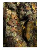 Hommage to Rodin's Eternelle Idole - Variation Sea Bottom 3