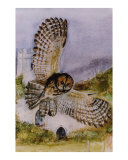 Tawny Owl