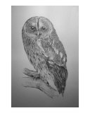 Tawney Owl