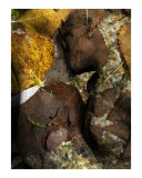 Hommage to Rodin's Eternelle Idole - Variation Sea Bottom 1