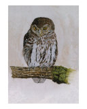 Pearl spotted owl