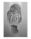 Pearl spotted owllet