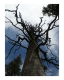 "Wicked Tree"