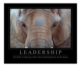 Leadership - African Elephant