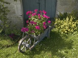 Pink Geraniums in a wheelbarrow
