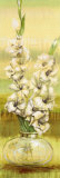 Gladiolas