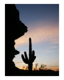 Saguaro Shadows