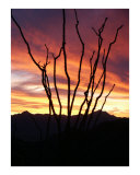 Ocotillo Sunset