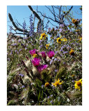 Desert Flowers Gone Wild