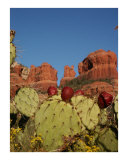 Sedona Harvest