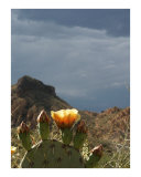 Superstition Gold