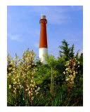 Barnegat Lighthouse In Bloom
