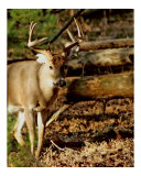 Big Whitetail Buck in the Woods