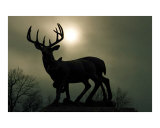 Deer Sunset