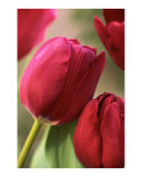 Kissing tulips
