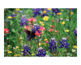 Butterfly & Bluebonnets