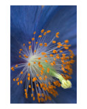 Blue Poppy
