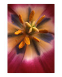 Tulip staimen