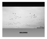 Flock