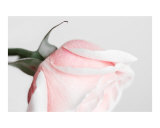 Rose - 