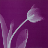 Silver Tulip