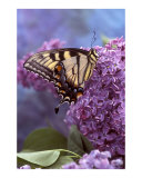 Monarch Butterfly