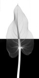 Calla Leaf II
