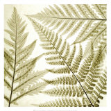 Ferns III