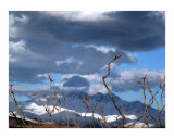 Red Headed Ocotillo