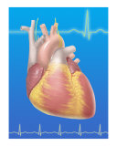 Human heart