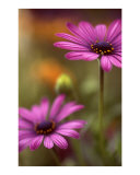 Pink cosmos