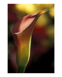 Calla Lilly