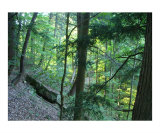Ohio Forest