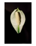 Peace Lilly