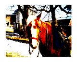 Pony Ride An Equestrian Question