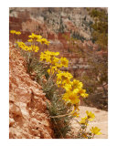 Bryce  Bouquet