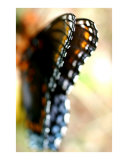butterfly 2