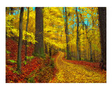 Seldom Used Road