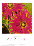 Gerbera Maximus I