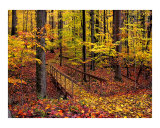 Autumn Footbridge