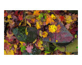 Autumn Leaves   Pink Field Stone