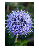 Thistle