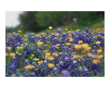 Bluebonnets & Buttercups