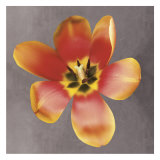 Sunshine Tulip