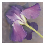 Parfum