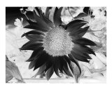 Black Sunflower