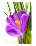 Spring Crocus