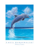 Wonders of Creation - Dolphin Series IV