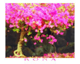Kona Bougainvillea